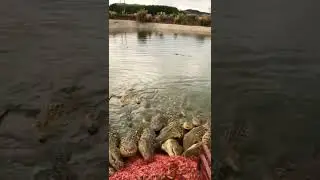 crocodile farm feeding pig,#shorts #youtubeshorts #shortvideo #tik tok