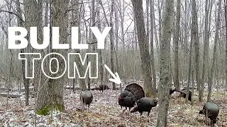 Understanding Turkey Behavior