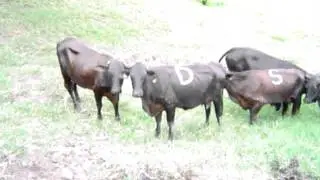 videos brangus en calor MSD Finca Productiva Reproduccion