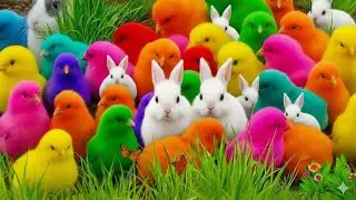 Tangkap Ayam Lucu, ayam warna warni, ayam rainbow, kelinci lucu, bebek lucu, ikan koi, Hewan Lucu