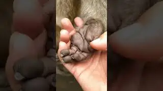 This Monkey Hand Same Look Like Human Hand...😱😱👌 #shorts
