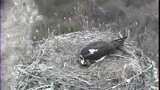 DPOF Osprey Dennis blown away