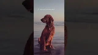 Best Things to Do with Dogs in San Diego