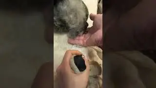 У кроликовода 8 рук и 9 глаз бди да бди,,,!!!#valdanna