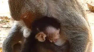 Jayden Spoil Crying Cos Mother Weaning No Milk | Baby Hungry | Monkey Crying