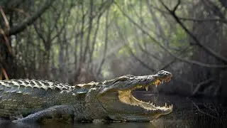 Top 10 Largest Crocodiles in The Wild