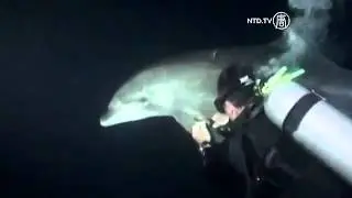 Divers in Hawaii Rescue Dolphin Tangled in Fishing Line