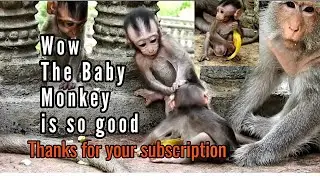Baby Monkey Minny Cory and Jumbo Play together Very happy