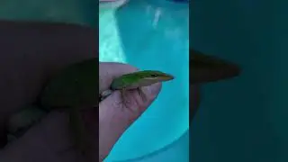 American Anole #greenanole #lizard #wildlife #animal #florida #reptiles #beautiful #pool #chameleon