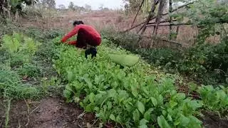 หรือให้หมดเพราะอะไร