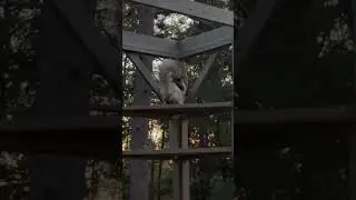 Frisky Cats At Dawn #shorts #pets #animals #fluffy