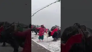 Fresh Snowfall at Nathula Pass Changu Lake | 03 January 2026 | Budget Sharing Trip from Gangtok