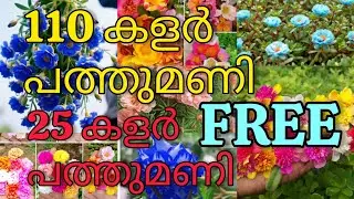 😲വമ്പൻ കോമ്പോ 110കളർ പത്തുമണി #pathumani #plants #plantcare #gardening #pottingmix #rose #flowers