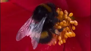 Bumblebee &ldquo;Buzzing&rdquo; Begonias 
