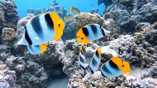 Haapiti & Toopua & Anau Bora Bora Scuba Diving