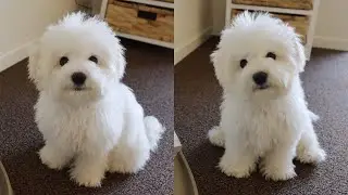 Things My Puppy Did For The First Time Ever!!