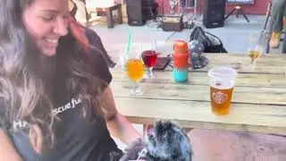 Barks and Brews 2023