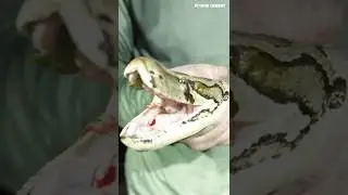 ПИТОН УКУСИЛ МОЮ СОБАКУ!