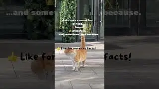 Fun Cat Facts Nr.1 🐾