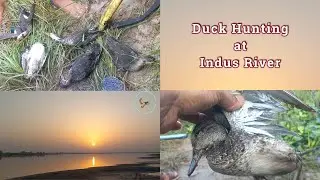 Duck Hunting at Indus River | #viral #duckhunting #indusriver #fishing #4u #home #fypage  #pakistan