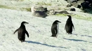 Climate change turns Antarctica&rsquo;s snow green