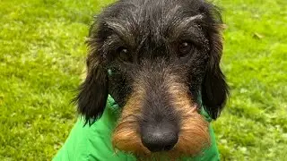 Dachshund Teddy thinks he looks like a grasshopper #TeddyTheDachshund