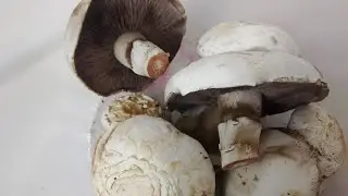 Шампиньоны выросли дома
