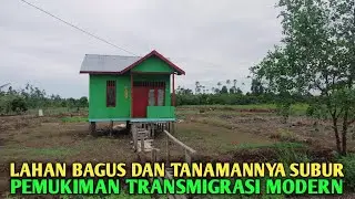 Bagus banget lahan dan tanamannya ini transmigrasi modern