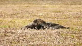 Bull seals fighting at Donna Nook.