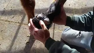 Heat Fitting Scoot Boot Heel Straps