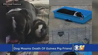 'Broke My Heart': Pup Mourns The Death Of Guinea Pig Best Friend