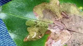 Guasano Minador