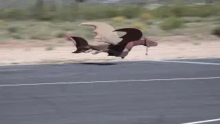 Dragon Turbine Maiden Flight  2024