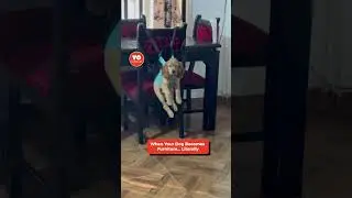 Cleaning Hack or Dog Punishment? Either Way, It&rsquo;s Hilarious! 😂