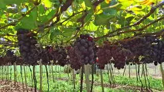 Colha e pague de uvas @recantodauvafina Em Marialva