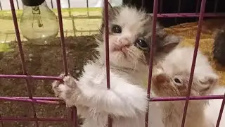 Hari ke dua ‼️ si bocil latihan minum susu formula. Ternyata langsung doyan gaes🐱🍼