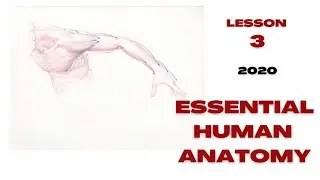 Essential Human Anatomy: Arms, Legs, Hands & Feet July 2020 L3