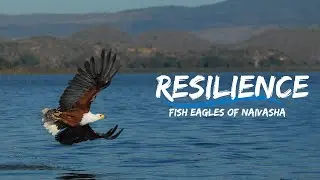 Resilience: Fish Eagles of Naivasha - Wildlife Documentary