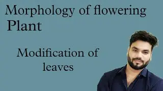Modification of leaves | Morphology of flowering plant| Biology Botany| NEET RPSC EXAM