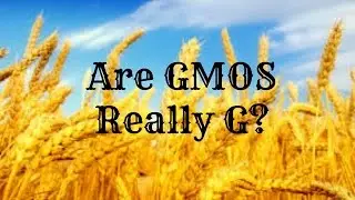 Are GMOs Bad to Eat?