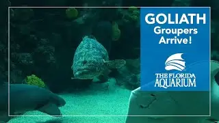 Goliath Groupers Arrive at The Florida Aquarium