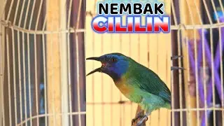 Masteran cucak kinoi NEMBAK CILILIN, 100% COCOK untuk murai batu anda