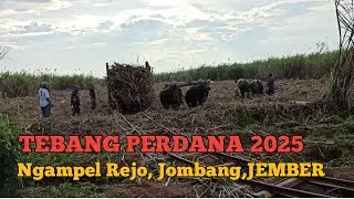 Awal musim tebang tahun 2025.