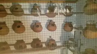 #whitejava #breedingbirds #birdscolony #breeder