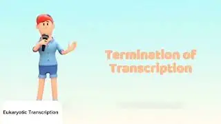 Eukaryotic Transcription Animation