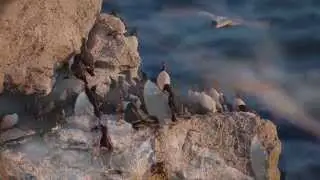 Sillgrisslor p&aring; Stora Karls&ouml;