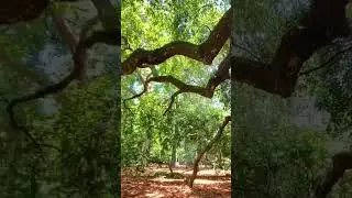 The 400-500 Year Old Angel Oak Tree |When In Charleston  SC