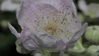 Bramble flower with anthers time lapse
