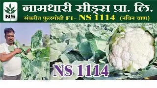 Cauliflower NS-1114 #NS1114 #bestvariety #farmerchoice #namdhariseeds #ghobhi #maharastrafarmer #MH 