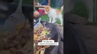 Повар #юмор #милота #мило #кошки #кот #котики #еда #shortvideo #shorts #short #video #смех #смешно